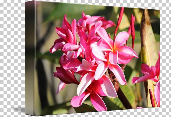 Petal Pink M Floristry RTV Pink Flowering Plant PNG, Clipart, Flora, Floristry, Flower, Flowering Plant, Others Free PNG Download
