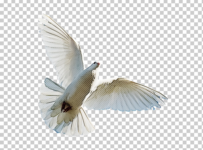 Feather PNG, Clipart, Beak, Bird, Feather, Perching Bird, Wing Free PNG Download