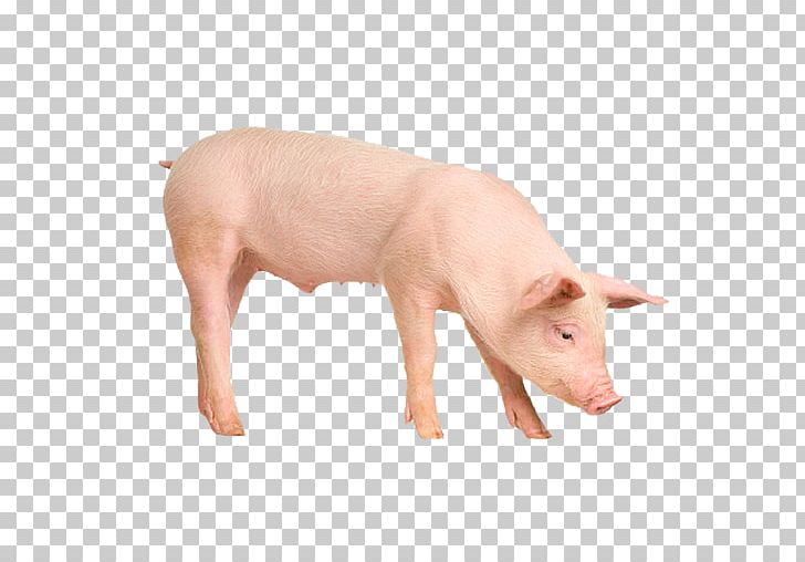 Danish Landrace Pig Vietnamese Pot-bellied Stock Photography Le Porc PNG, Clipart, Agriculture, Bita E Os Animais, Danish Landrace Pig, Depositphotos, Domestic Pig Free PNG Download