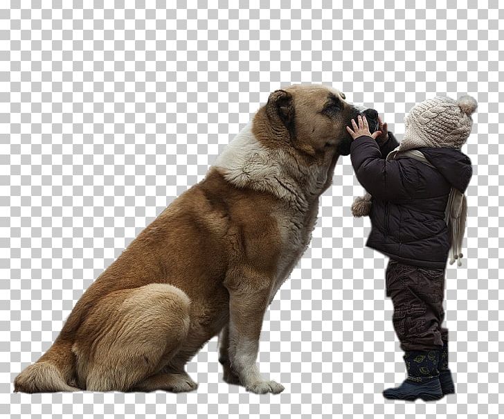 Dog Breed Child Photography PNG, Clipart, Animals, Art, Breed, Carnivoran, Child Free PNG Download