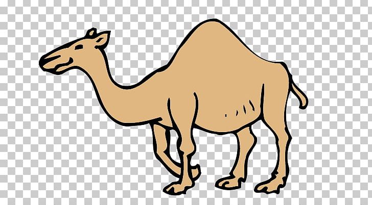Dromedary Bactrian Camel Drawing PNG, Clipart, Animal, Animals, Arabian Camel, Bactrian Camel, Camel Free PNG Download