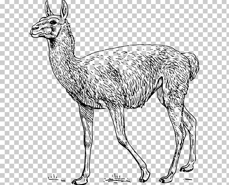 Guanaco Llama Alpaca PNG, Clipart, Alpaca, Animal Figure, Beak, Black And White, Camel Like Mammal Free PNG Download