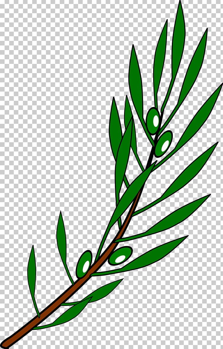 Olive Branch Mediterranean Cuisine PNG, Clipart, Artwork, Branch, Drawing, Flora, Leaf Free PNG Download