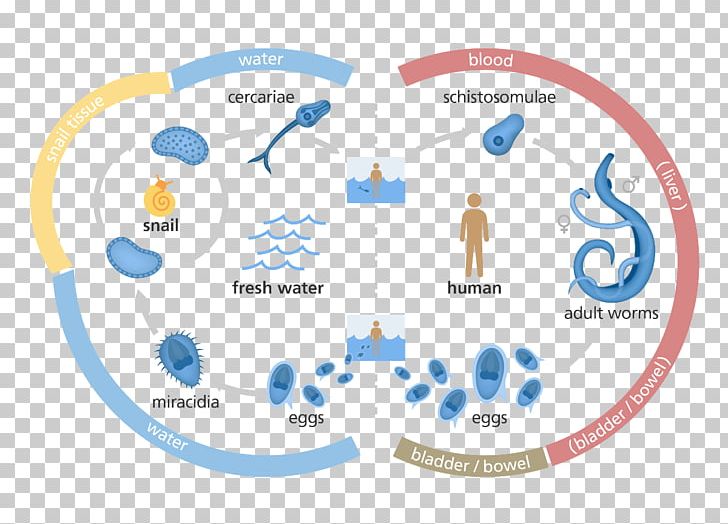 Schistosoma Mansoni Schistosoma Japonicum Schistosoma Haematobium Schistosomiasis Biological Life Cycle PNG, Clipart, Area, Biological Life Cycle, Bloodflukes, Circle, Disease Free PNG Download