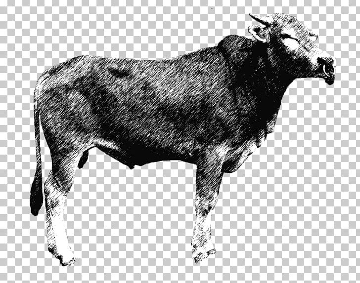 Zebu Dairy Cattle Ox Qurbani Luar PNG, Clipart, Aqiqah, Beef, Black And White, Bull, Cattle Free PNG Download