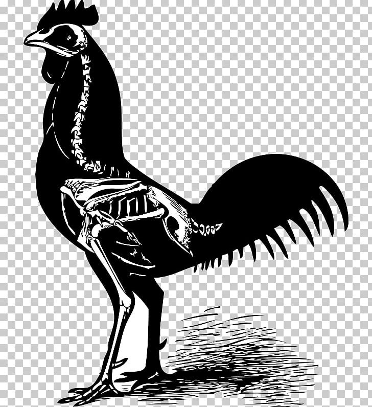 Chicken As Food Human Skeleton Bone PNG, Clipart, Animals, Beak, Bird, Black And White, Bone Free PNG Download