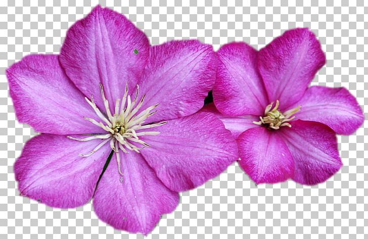 Crane's-bill Leather Flower Family Herbaceous Plant PNG, Clipart,  Free PNG Download