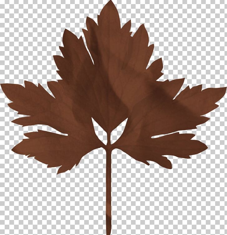 Maple Leaf PNG, Clipart, Autumn Leaf Color, Deciduous, Download, Gratis, Leaf Free PNG Download