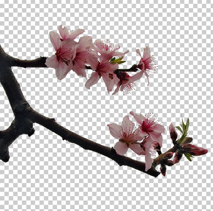 Plum Blossom Raster Graphics PNG, Clipart, Blossom, Branch, Cherry Blossom, Flower, Flowering Plant Free PNG Download