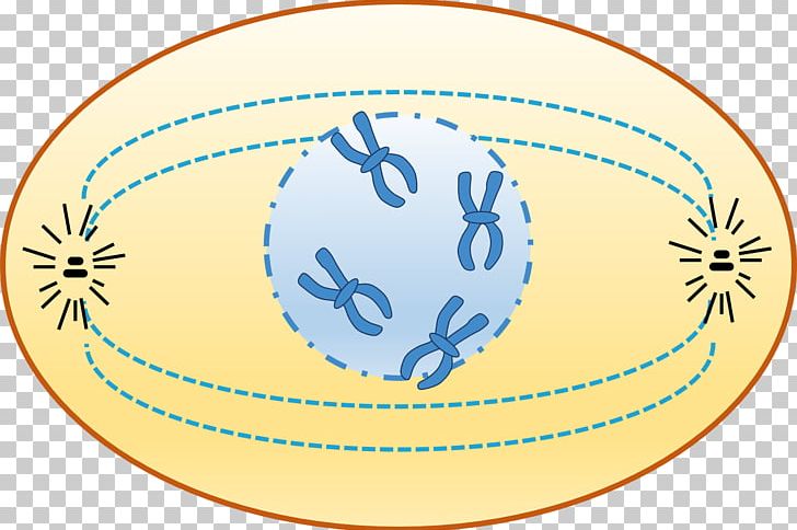Prophase Interphase Cell Cycle Chromatin Chromosome PNG, Clipart, Anaphase, Animal, Area, Ball, Cell Free PNG Download