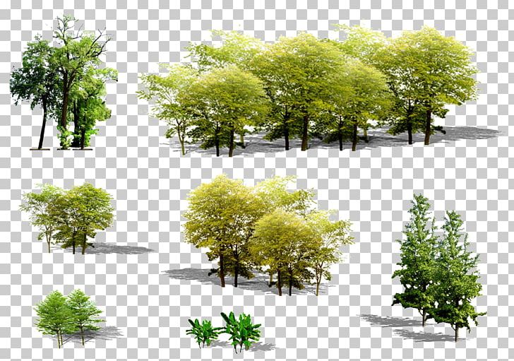 Tree Euclidean Plant PNG, Clipart, Architecture, Download, Ecological Design, Euclidean Vector, Evergreen Free PNG Download