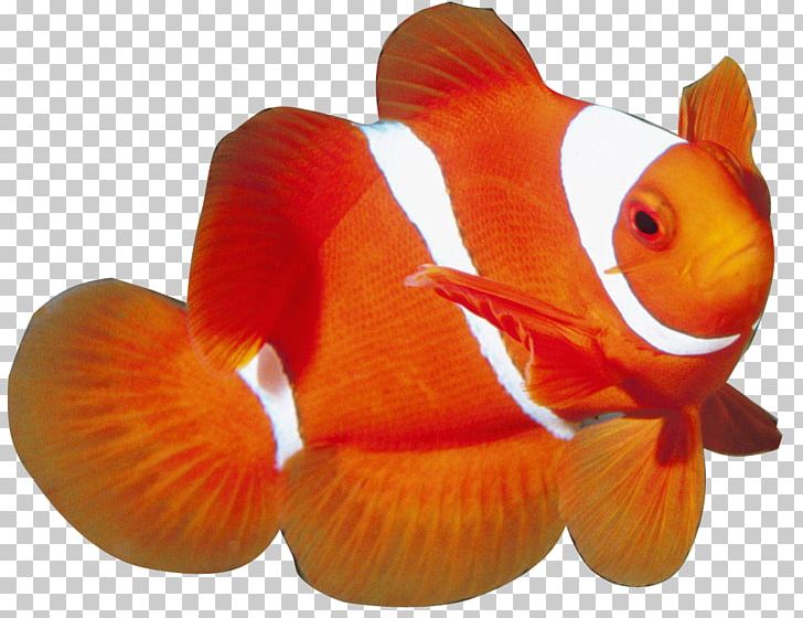 Aquatic Animal Marine Life Sea Ocean PNG, Clipart, Algae, Anemone Fish, Animal, Aquarium, Aquatic Animal Free PNG Download