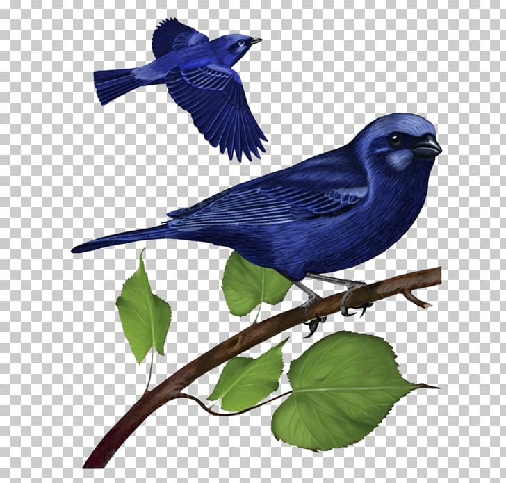 Hummingbird Flower PNG, Clipart, Animals, Animated Film, Beak, Bird, Blue Bird Free PNG Download