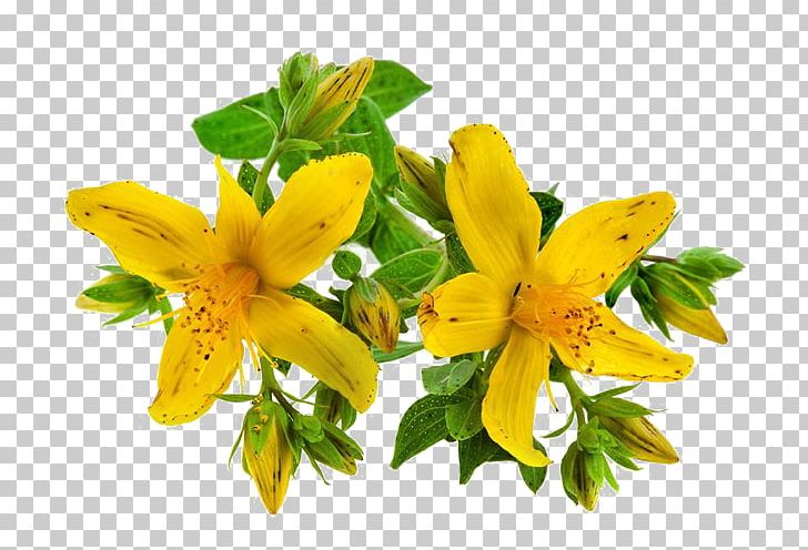 Perforate St John's-wort Dietary Supplement Herb Health Vitamin PNG, Clipart, Dietary Supplement, Health, Herb, Vitamin Free PNG Download