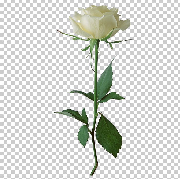 Rose White Flower PNG, Clipart, Color, Cut Flowers, Encapsulated Postscript, Fastpaced, Flower Free PNG Download
