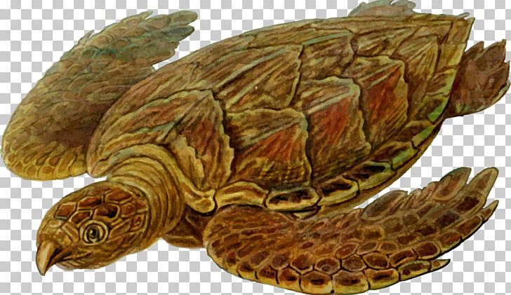 Sea Turtle Prehistory Protostega Carbonemys PNG, Clipart, Animal, Animals, Box Turtle, Carbonemys, Chelydridae Free PNG Download