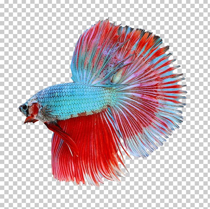 Siamese Fighting Fish Veiltail PNG, Clipart, Animals, Aquarium, Beak, Betta, Feather Free PNG Download