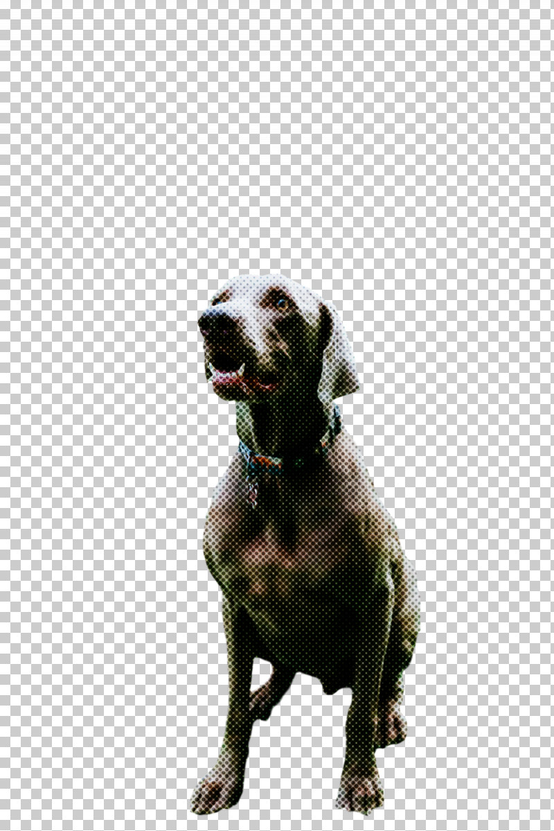 Weimaraner Snout Breed Crossbreed PNG, Clipart, Biology, Breed, Crossbreed, Dog, Groupm Free PNG Download