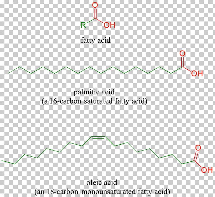 Line Angle PNG, Clipart, Angle, Area, Art, Diagram, Fatty Acid Metabolism Free PNG Download