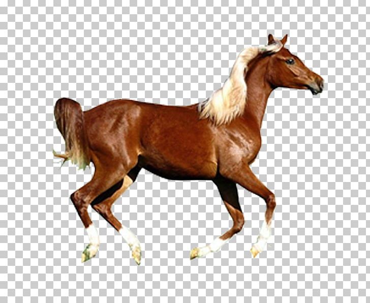 Arabian Horse Konik Pony Wild Horse PNG, Clipart, Animal, Animals, Bridle, Colt, Creative Free PNG Download