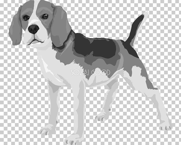 Beagle Harrier English Foxhound American Foxhound Treeing Walker Coonhound PNG, Clipart, American Foxhound, Beagle, Breed, Carnivoran, Companion Dog Free PNG Download