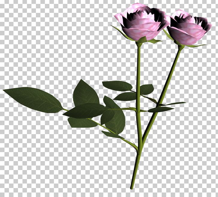 Garden Roses Pink Bud Beach Rose PNG, Clipart, 3d Threedimensional Flower, Beach Rose, Bud, Computer Icons, Cut Flowers Free PNG Download