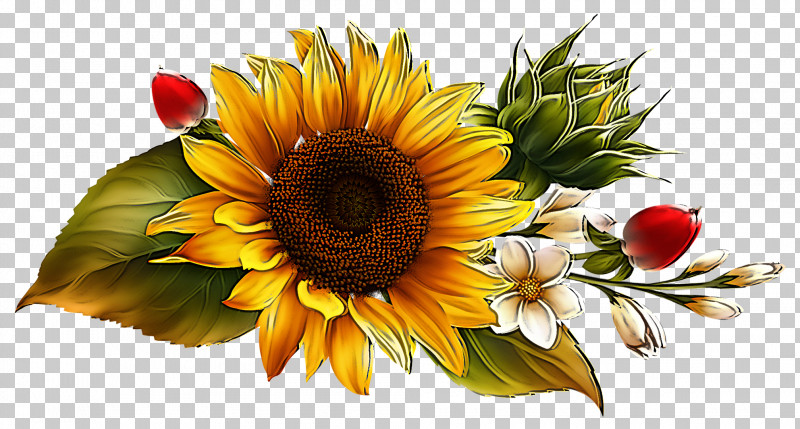 Sunflower PNG, Clipart, Cut Flowers, Flower, Gazania, Petal, Plant Free PNG Download