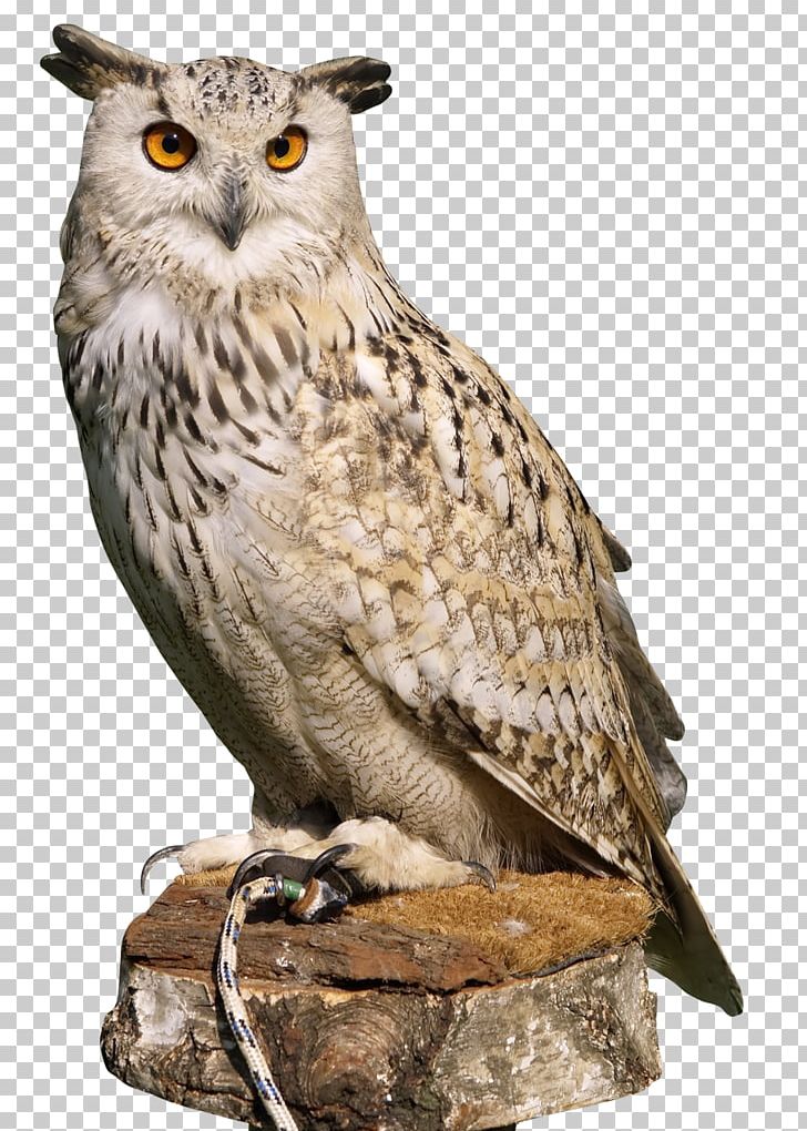 Owl PNG, Clipart, Animals, Barn Owl, Barred Owl, Beak, Bird Free PNG Download