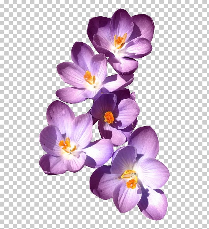 Herbaceous Plant Simple Violet PNG, Clipart, Encapsulated Postscript, Euclidean Vector, Flower, Flowering Plant, Good Free PNG Download