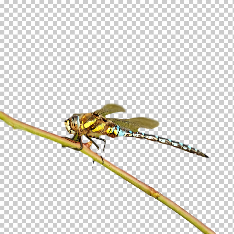 Dragonfly Insect Damselflies Pest Pollinator PNG, Clipart, Damselflies, Dragonfly, Insect, Pest, Pollinator Free PNG Download