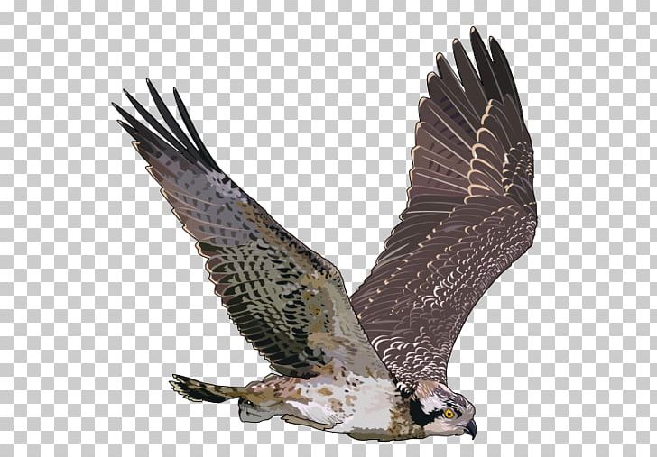 Bird Osprey Hawk PNG, Clipart, Accipitriformes, Animals, Bald Eagle, Beak, Bird Free PNG Download