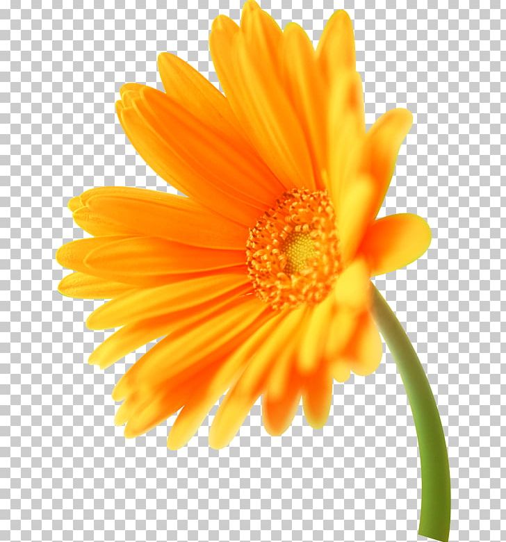 Orange Transvaal Daisy Flower Florilegium Calendula Officinalis PNG, Clipart, Art, Calendula, Calendula Officinalis, Closeup, Color Free PNG Download