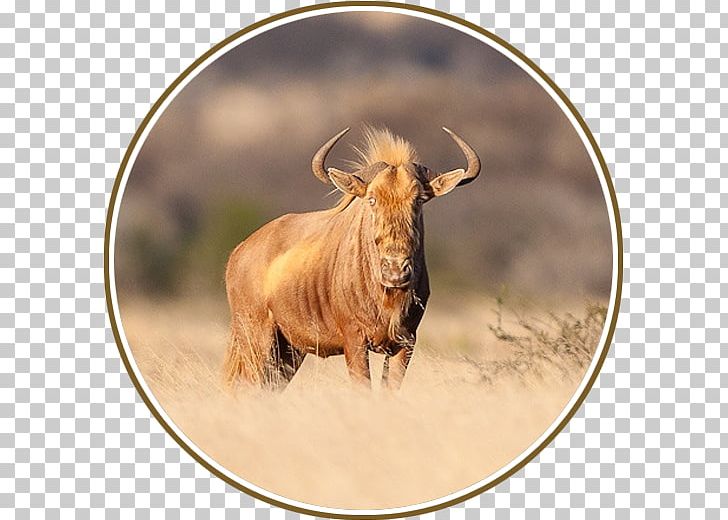 Southern Africa Blue Wildebeest Hunting Wildlife Investment PNG, Clipart, Africa, Blue Wildebeest, Cattle, Cattle Like Mammal, Cow Goat Family Free PNG Download