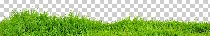 Vetiver Lawn Wheatgrass Meadow Green PNG, Clipart, Bestoftheday, Chrysopogon, Chrysopogon Zizanioides, Day, Face Free PNG Download