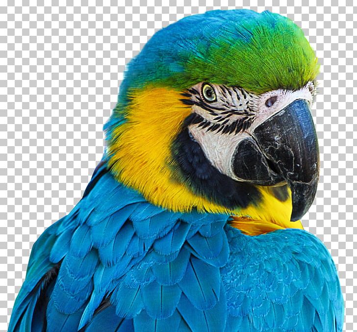 Aviarium Santiago Bird Parrot PNG, Clipart, Beak, Bird, Birds, Budgerigar, Common Pet Parakeet Free PNG Download