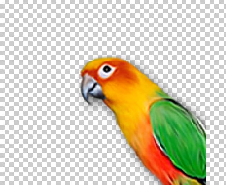 Budgerigar Parrot Lovebird Macaw PNG, Clipart, Animals, Beak, Bird, Budgerigar, Common Pet Parakeet Free PNG Download