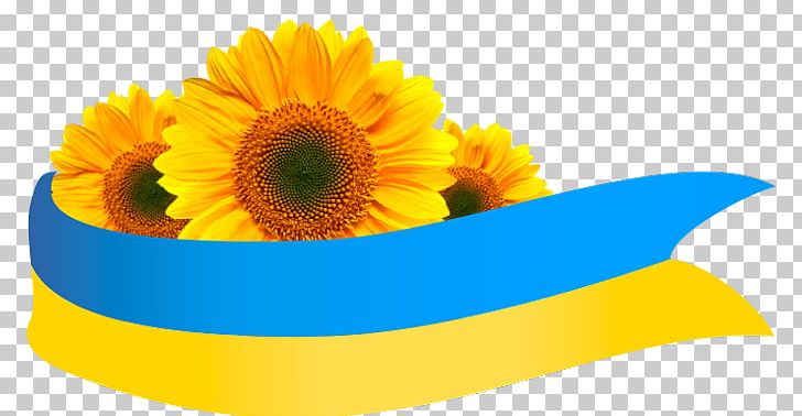 Common Sunflower Подсолнух Flag Of Ukraine PNG, Clipart, Calendula, Cut Flowers, Daisy Family, Flag, Flower Free PNG Download