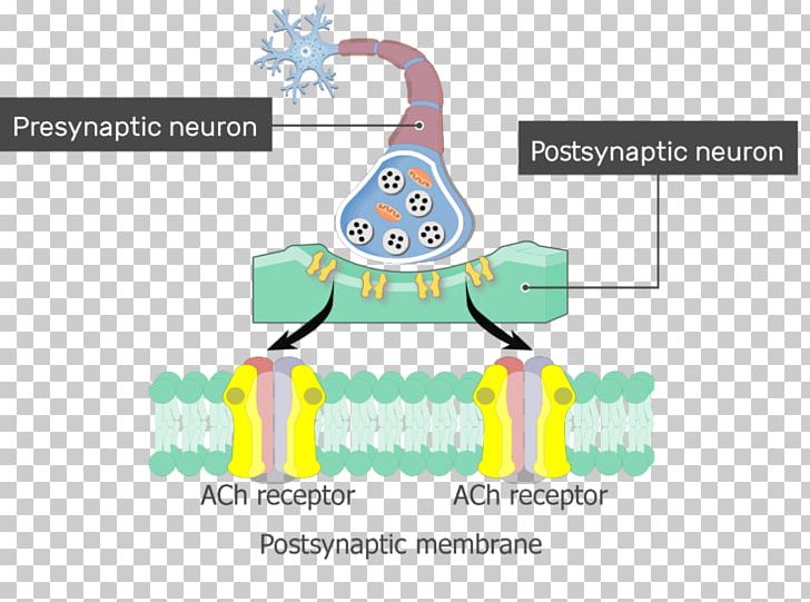 Excitatory Postsynaptic Potential Acetylcholine Receptor Depolarization PNG, Clipart, Acetylcholine, Action Potential, Area, Brand, Cell Membrane Free PNG Download