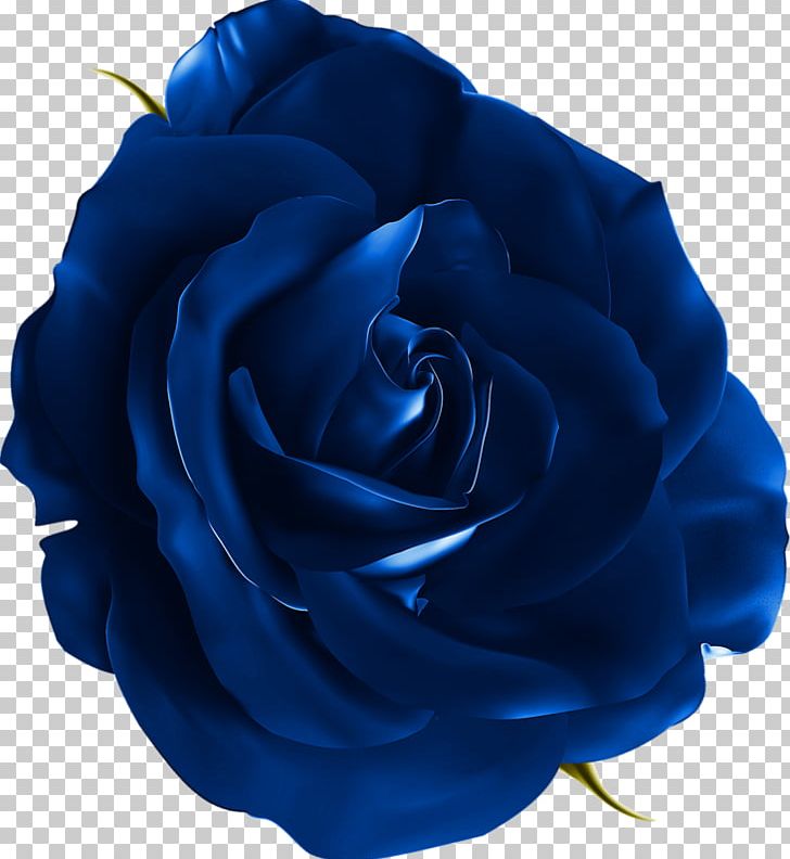 Garden Roses Blue Rose Cabbage Rose Beach Rose Flower PNG, Clipart, Blue, Cobalt Blue, Cut Flowers, Download, Electric Blue Free PNG Download