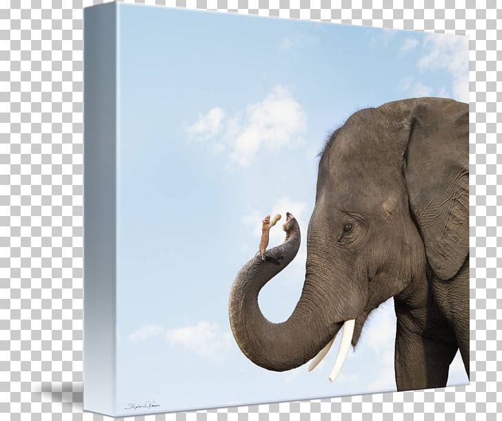 Indian Elephant African Elephant Elephantidae Mouse Cat PNG, Clipart, African Elephant, Animal, Animals, Asian Elephant, Cat Free PNG Download