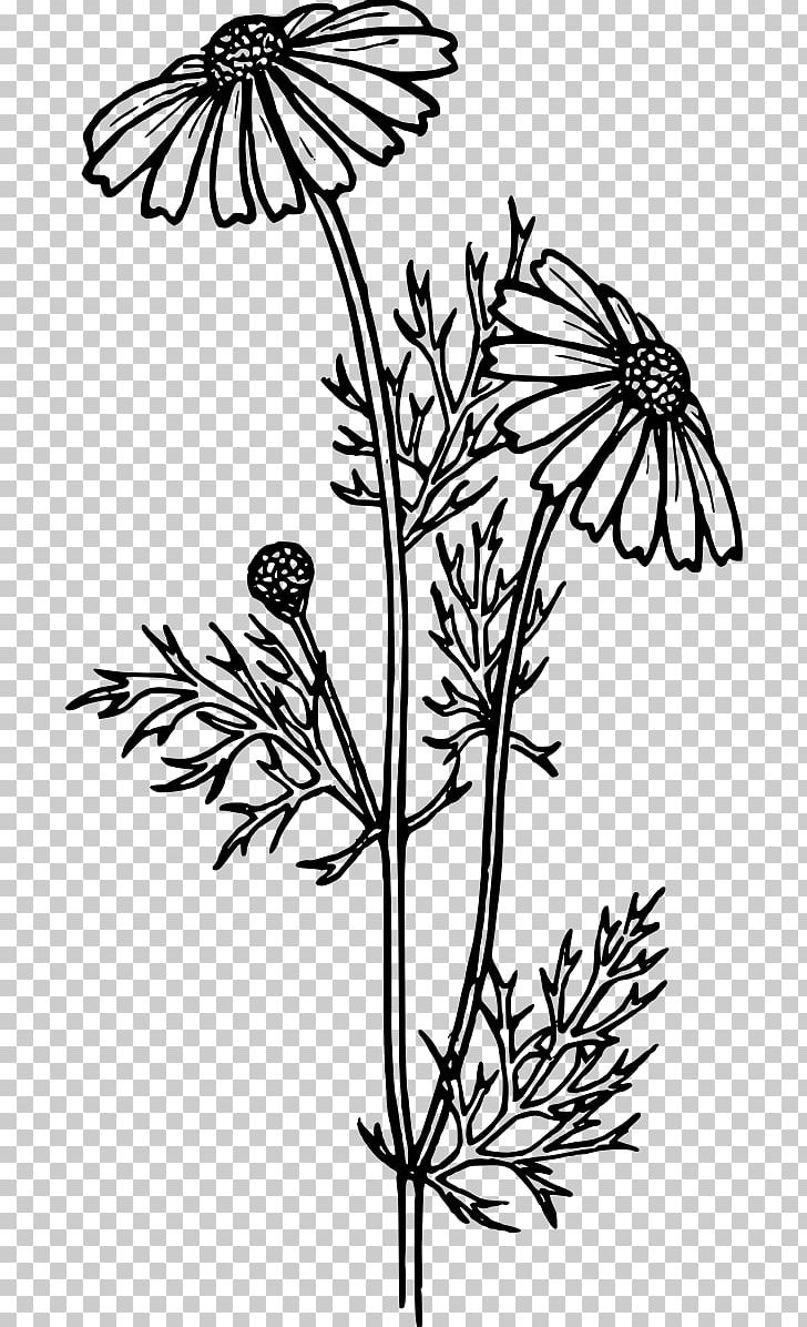 Coloring Book Flower Common Daisy Gerbera Jamesonii Child PNG, Clipart, Adult, Black And White, Branch, Butterfly, Drawing Free PNG Download