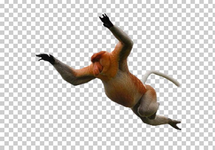 Desktop Proboscis Monkey Baboons PNG, Clipart, Animals, Baboons, Baby, Child, Desktop Wallpaper Free PNG Download