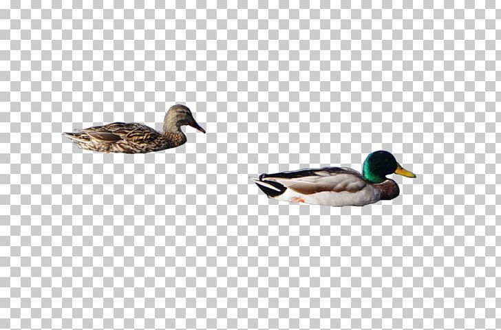 Duck Mallard Cygnini Goose Anatidae PNG, Clipart, Anatidae, Animal, Animals, Anseriformes, Beak Free PNG Download