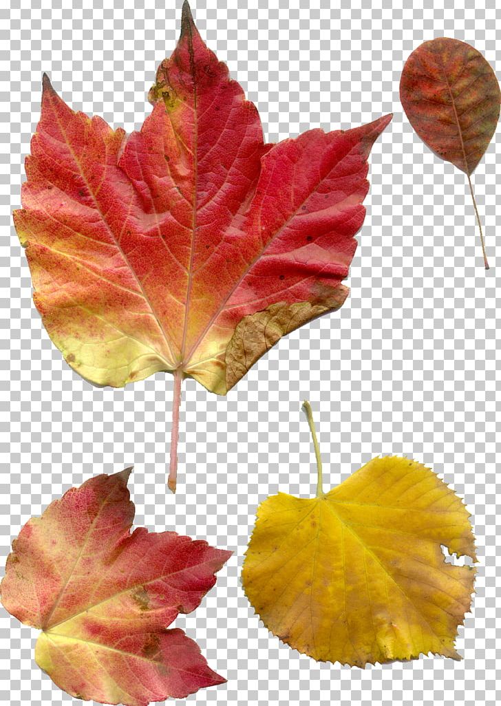 Petal Maple Leaf PNG, Clipart, Autumn, Flower, Leaf, Maple, Maple Leaf Free PNG Download