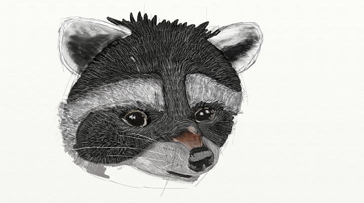 Raccoon Cat Procyonidae Whiskers Carnivora PNG, Clipart, Animal, Animals, Carnivora, Carnivoran, Cat Free PNG Download