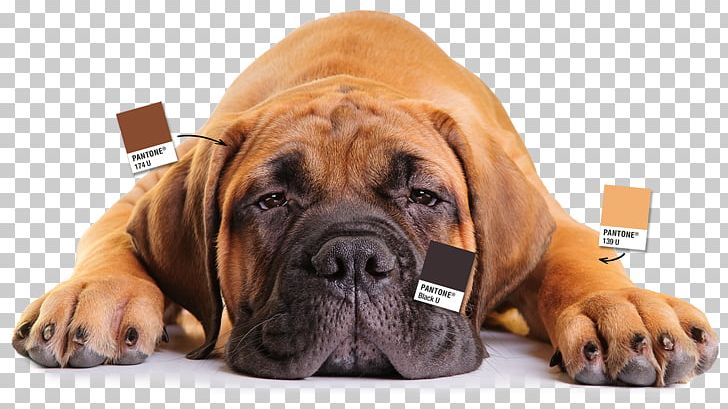 Dog Breed Bullmastiff Boerboel Boxer Tosa PNG, Clipart, Animals, Boerboel, Boxer, Breed, Bulldog Free PNG Download