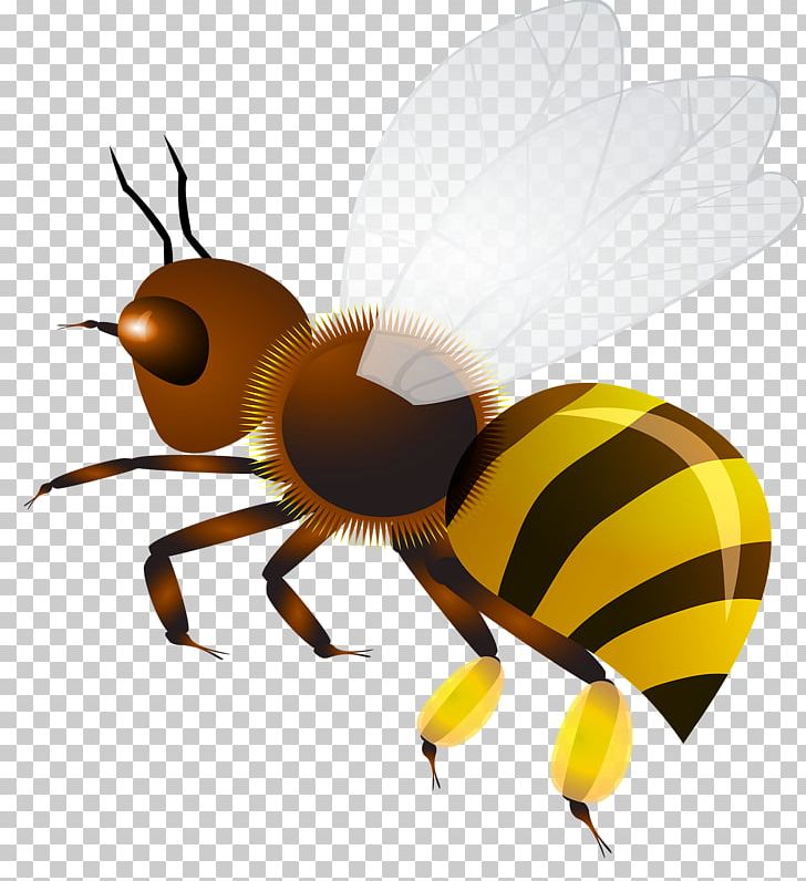 Insect Hornet Honey Bee Wasp PNG, Clipart, Animals, Apidae, Apis Florea, Arthropod, Bee Free PNG Download