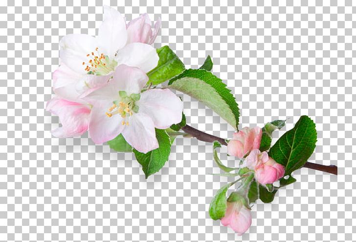 Blossom Flower Apples PNG, Clipart, Agriculture, Apples, Banco De Imagens, Blossom, Branch Free PNG Download