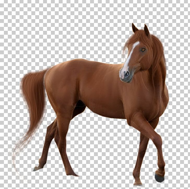 Horse Display Resolution PNG, Clipart, American Quarter Horse, Animal, Animals, Arabian Horse, Bridle Free PNG Download