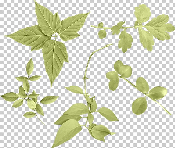 Leaf Branch Portable Network Graphics Plant Stem PNG, Clipart, Branch, Green Leaf, Herb, Herbalism, Jiaogulan Free PNG Download